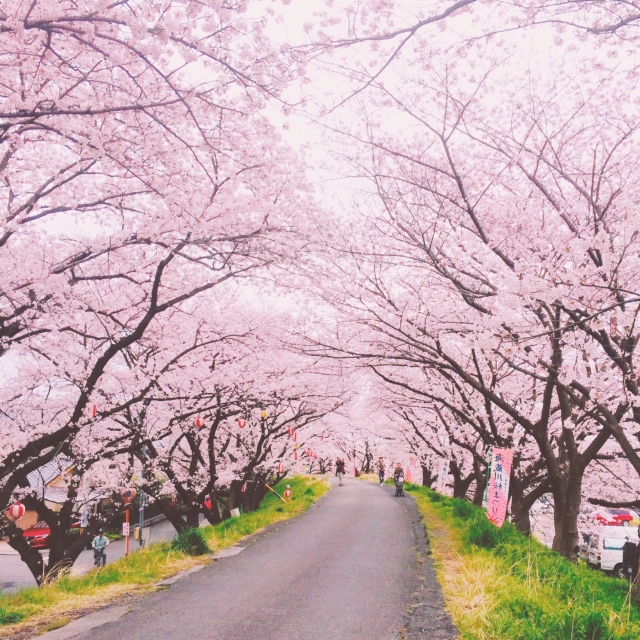 春分の桜並木